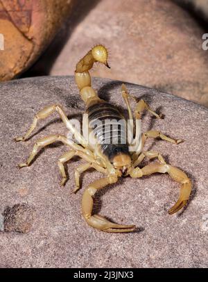 Wüste haarige Scorpion, Hadrurus arizonensis, Arizona Stockfoto