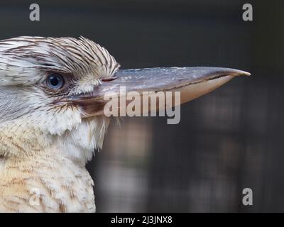 Ein Nahaufnahme-Porträt einer prächtigen Blauflügeligen Kookaburra in herrlicher Schönheit. Stockfoto