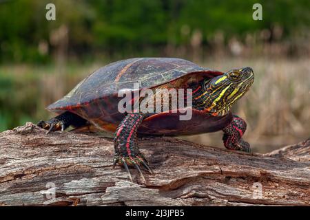 Gemalte Schildkröte (Chrysemys picta) ist ein Reptil, das im Süden Kanadas, in den Vereinigten Staaten und im Norden Mexikos verbreitet ist und mit anderem Wasser verwandt ist Stockfoto