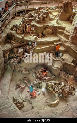 Paläontologen Graben Kolumbianische Mammutreste Aus - The Mammoth Site - South Dakota Stockfoto