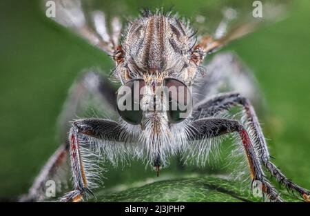 Robber Fly, auch Assassin Fly, Familie: Asilidae Stockfoto