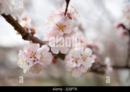 Aprikosenblüte im Frühling. Makroaufnahme . Selektiver Fokus Stockfoto
