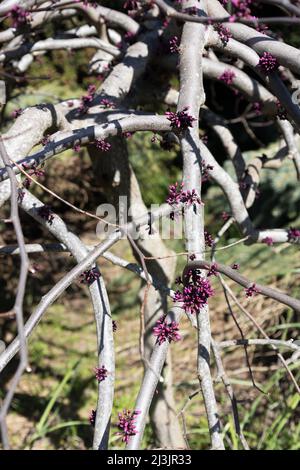 Cercis canadensis 'Ruby Falls'-Rotbudenbaum im Frühjahr. Stockfoto