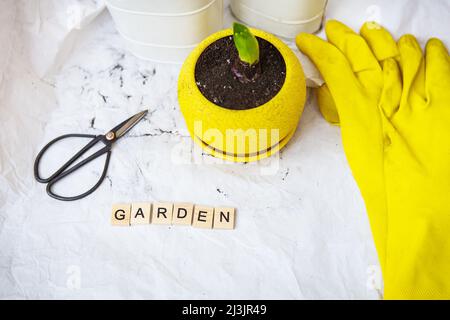 Verpflanzte Hyazinthen in neuen Töpfen, vor dem Hintergrund der Gartengeräte, gelbe Handschuhe. Die Inschrift ist Garten Stockfoto