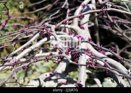 Cercis canadensis 'Ruby Falls'-Rotbudenbaum im Frühjahr. Stockfoto