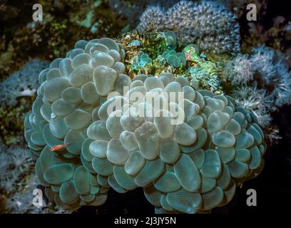 Opal Bubble Coral, auch Traubenkoralle, Blasenkoralle und Perlkoralle; Plerogyra sinuosa, Rotes Meer Stockfoto