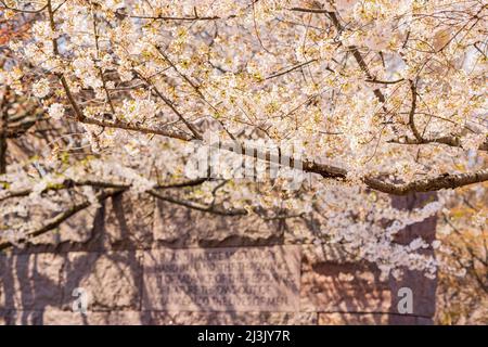 Wunderschöne Kirschblüte rund um das Tidal Basin in Washington DC Stockfoto