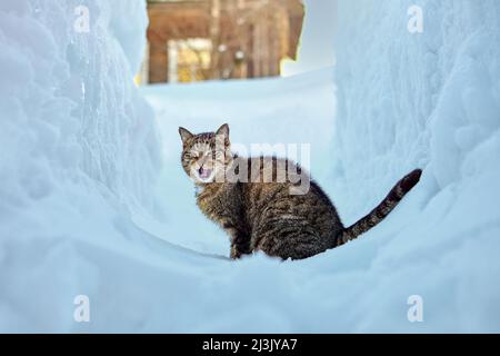 Katze sitzt in der Nähe von Schneeverwehungen im Dorf am Wintertag. Stockfoto