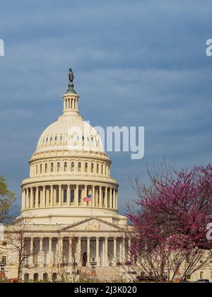 Bedeckter Blick auf das Kapitol der Vereinigten Staaten mit östlicher Rotbuschblüte in Washington DC Stockfoto