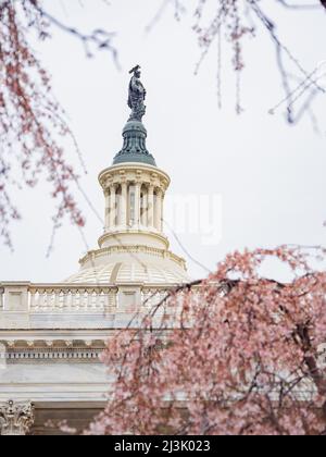 Bedeckter Blick auf das Kapitol der Vereinigten Staaten mit Kirschbaumblüte in Washington DC Stockfoto