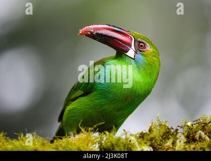 Ein auf einem Ast thronend gedröhnter Tukanet (Aulacorhynchus haematopygus). Kolumbien, Südamerika. Stockfoto