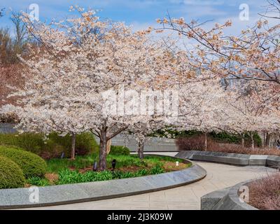 Wunderschöne Kirschblüte rund um das Tidal Basin in Washington DC Stockfoto