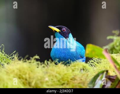 Ein männlicher Grüner Honigkrämer (Chlorophanes spiza), der auf einem Ast thront. Kolumbien, Südamerika. Stockfoto