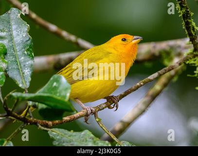 Ein Safranfinch (Sicalis flaveola), der auf einem Ast thront. Kolumbien, Südamerika. Stockfoto