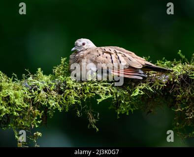 Eine Ruddy Ruddy Ground Dove (Columbina talpacoti), die auf einem Ast thront. Kolumbien, Südamerika. Stockfoto