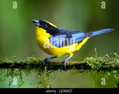 Ein Tanager mit Blauflügeln (Anisognathus somptuosus), der auf einem Ast thront. Kolumbien, Südamerika. Stockfoto