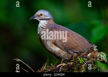 Eine Weißkehlige Wachteltaube (Zentrygon frenata), die auf dem Waldboden auf Nahrungssuche geht. Kolumbien, Südamerika. Stockfoto