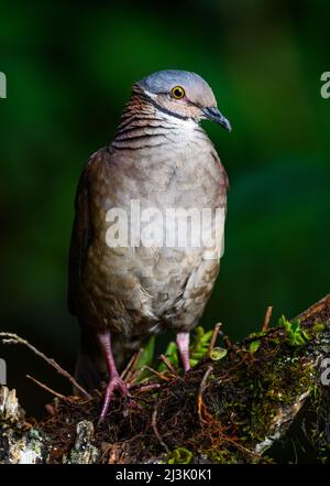 Eine Weißkehlige Wachteltaube (Zentrygon frenata), die auf dem Waldboden auf Nahrungssuche geht. Kolumbien, Südamerika. Stockfoto