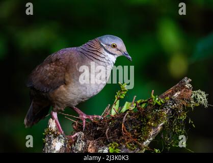 Eine Weißkehlige Wachteltaube (Zentrygon frenata), die auf dem Waldboden auf Nahrungssuche geht. Kolumbien, Südamerika. Stockfoto