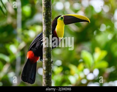 Ein Choco Toucan (Ramphastos brevis), der auf einer Palme thront. Kolumbien, Südamerika. Stockfoto