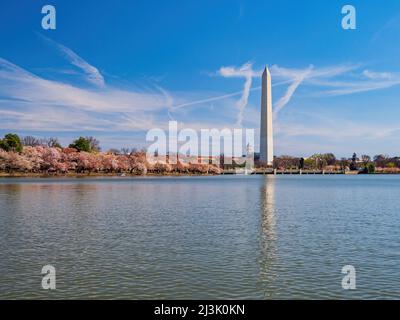 Sonniger Blick auf das Washington Monument mit Kirschblüte in Washington DC Stockfoto