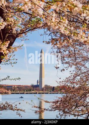 Sonniger Blick auf das Washington Monument mit Kirschblüte in Washington DC Stockfoto