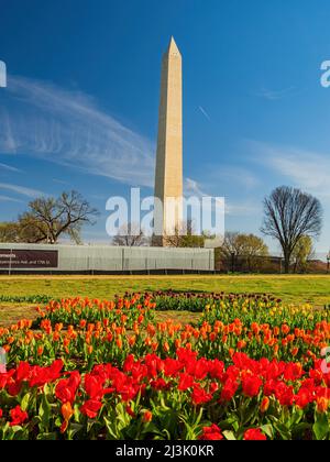 Sonniger Blick auf das Washington Monument mit Tulpenblüten in Washington DC Stockfoto