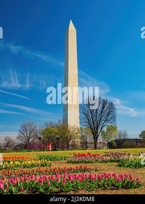 Sonniger Blick auf das Washington Monument mit Tulpenblüten in Washington DC Stockfoto