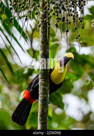 Ein Choco Toucan (Ramphastos brevis), der auf einer Palme thront. Kolumbien, Südamerika. Stockfoto