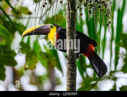 Ein Choco Toucan (Ramphastos brevis), der auf einer Palme thront. Kolumbien, Südamerika. Stockfoto