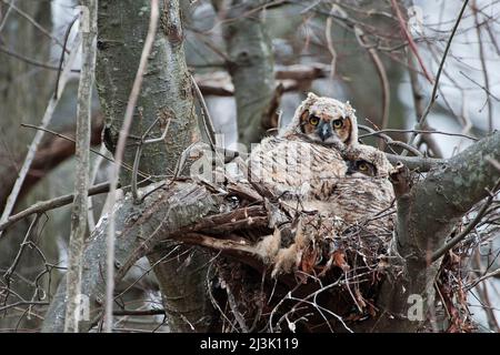 Große gehörnte Eulen im Nest Stockfoto