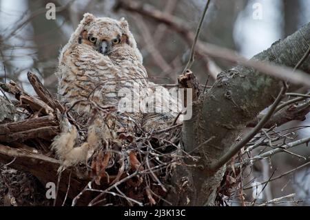 Große gehörnte Eulen im Nest Stockfoto