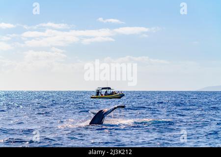 Touristen auf einer Expedition sehen von ihrem Boot aus im offenen Ozean vor den hawaiianischen Inseln Maui, Hawaii, Vereinigte Staaten von Amerika Stockfoto