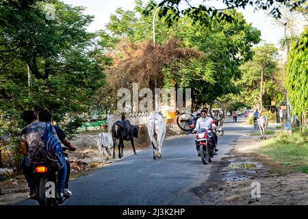 Motorräder und Rinder (Bos indicus) auf einer Straße in Indien; Großraum Noida, Uttar Pradesh, Indien Stockfoto