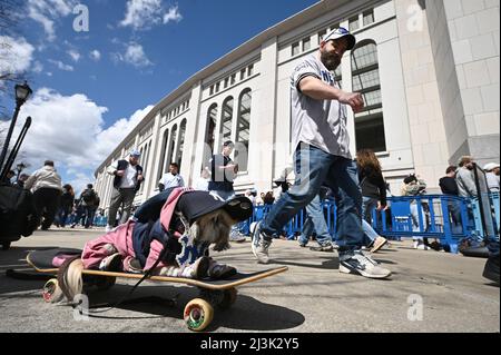 New York, USA. 08. April 2022. Ein doge, der auf einem Skateboard sitzt und einen Yankee-Baseballhut trägt, sieht zu, wie die Fans zum Eröffnungstag des Yankee am 2022. April 8 2022 im Stadtteil Bronx von New York City, NY, ankommen. Das erste Spiel der Yankee aus dem Jahr 2022 wurde gegen langjährige Rivalen der Boston Red Sox gespielt. (Foto von Anthony Behar/Sipa USA) Quelle: SIPA USA/Alamy Live News Stockfoto