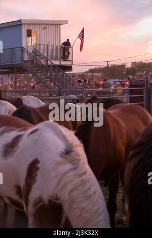 Die Pferde stehen in einem Haltesaal, während ein Cowboy das Livingston Roundup Rodeo in Montana, USA, Livingston, Montana, USA, beobachtet Stockfoto