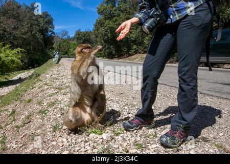 Am Straßenrand erreicht ein Affe einen Touristen in der Nähe von Fez, Marokko, und holt sich etwas zu essen Stockfoto