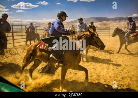 Wilde Pferde werden im Warm Springs Correctional Center, einem Gefängnis mit minimaler Sicherheit, sanft geführt. Carson City, Nevada, USA Stockfoto