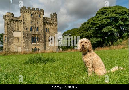 Blonder Cockapoo-Hund, der auf dem Grasfeld vor Hylton Castle sitzt; Sunderland, Tyne und Wear, England Stockfoto