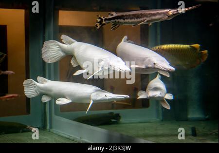 Angeln in einem privaten Aquarium in Kyoto Japan. Die vier weißen sind wahrscheinlich Albino-Pikes, aber das konnte nicht bestätigt werden; Kyoto, Japan Stockfoto