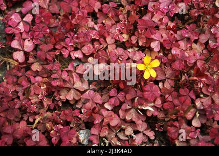 Dekoratives Kleeblatt mit roten Blättern und gelben Blüten. Stockfoto