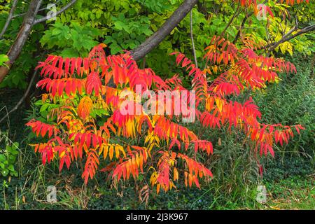 Rhus typhina - Samtene Sumac Sträucher im Herbst. Stockfoto