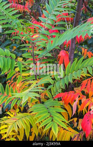 Rhus typhina - Samtene Sumac Sträucher im Herbst. Stockfoto