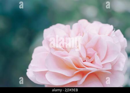 Rosa Farbe Rosen Blumen Hintergrund. Abstrakte defokussierte Blumen im Hintergrund. Makro von unfokussierten unscharfen rosa Blütenblättern Textur, weiche verträumte Bild. Stockfoto