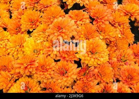 Gelbe und lachsfarbene Blüten der Autumn Chrysantheme. Stockfoto