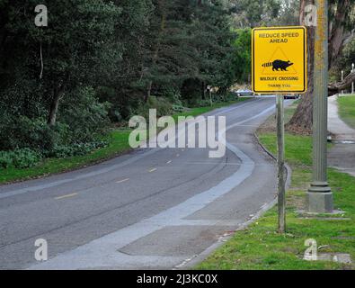 Reduzieren Sie die Geschwindigkeit voraus, Wildtiere überqueren Verkehrszeichen entlang einer Straße im Golden Gate Park, San Francisco, Kalifornien Stockfoto