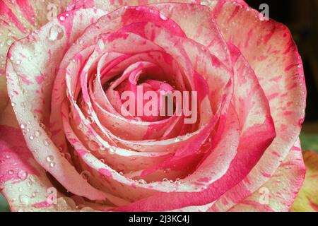 Rd und weiß bunte Rosa - Rose mit Wassertropfen. Stockfoto