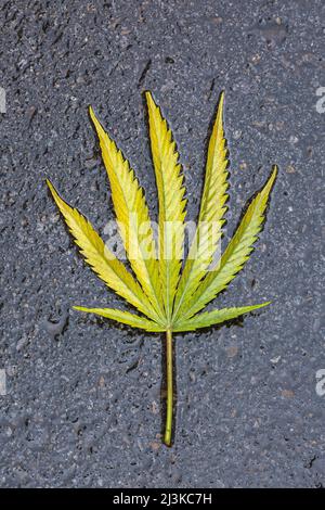 Geernteter Cannabis sativa - Marihuanablatt auf schwarzer nasser Asphaltfläche. Stockfoto