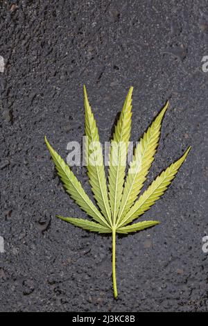 Geerntet umgedrehter Cannabis sativa - Marihuanablatt auf schwarzer nasser Asphaltfläche. Stockfoto