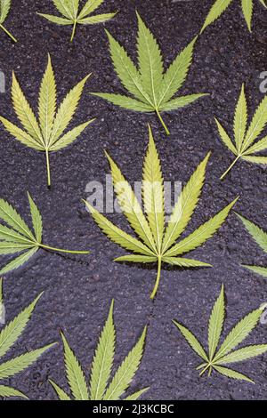 Geerntet umgedrehter Cannabis sativa - Marihuanablätter auf nasser schwarzer Asphaltfläche. Stockfoto